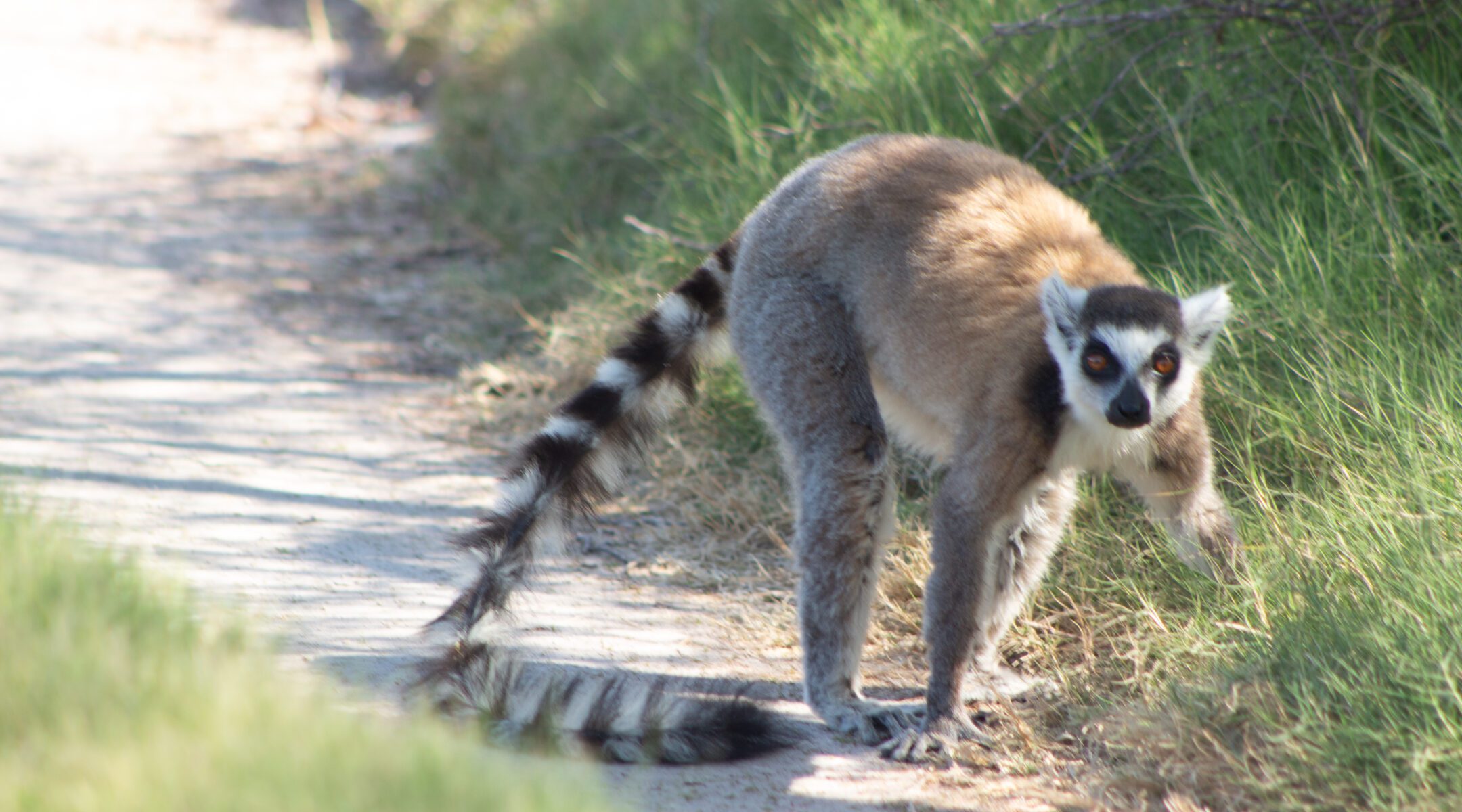Anja Community Reserve: A Lemur Haven and Community Conservation Success Story