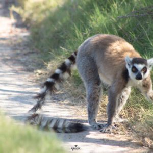 Anja Community Reserve: A Lemur Haven and Community Conservation Success Story