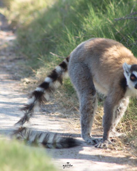 Anja Community Reserve: A Lemur Haven and Community Conservation Success Story