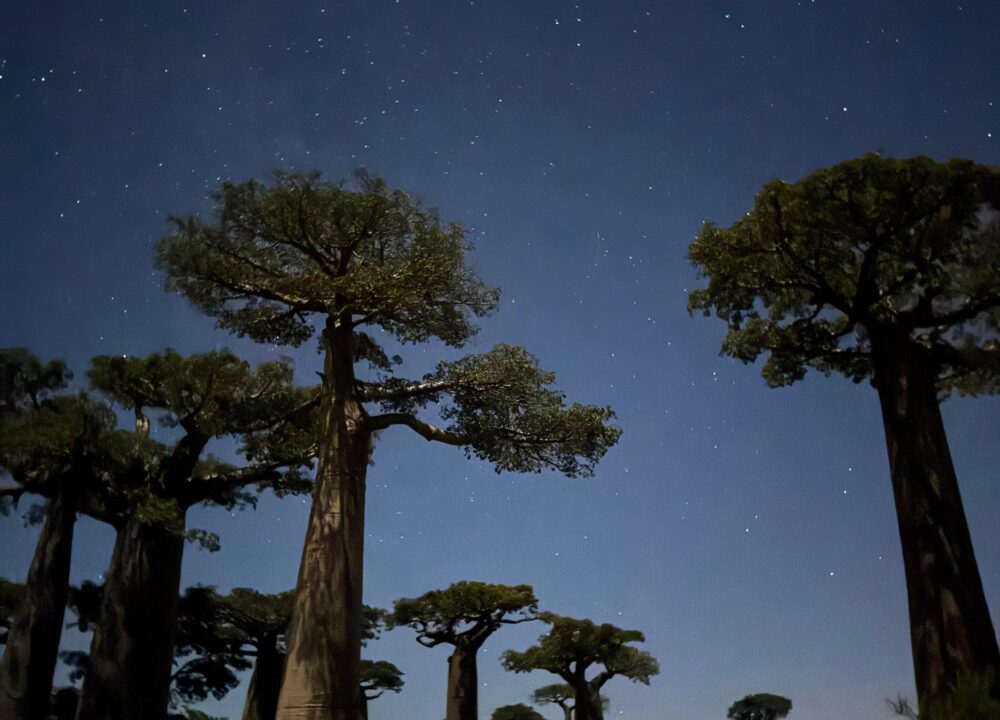 Avenue of the Baobabs